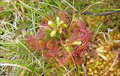 Rundblaa sldgg / Drosera rotundifolia