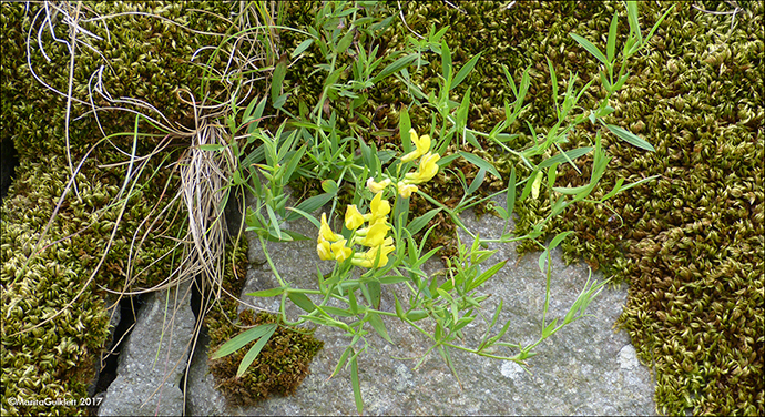 Eingjarflatbjlgur / Lathyrus pratensis L. Sandoy 2017