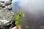 Hjartatjarnaks / Potamogeton perfoliatus L.