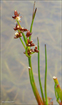 Tjarnarsev / Juncus articulatus L.