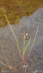 Tjarnarsev / Juncus articulatus L.