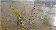 Tjarnarsev / Juncus articulatus L.