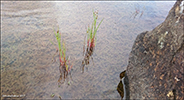 Tjarnarsev / Juncus articulatus L.