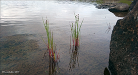 Tjarnarsev / Juncus articulatus L.