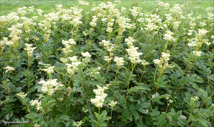 Atamjaðarurt / Filipendula ulmaria L. Maxim. Sandoy2017