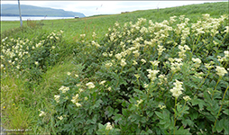 Atamjaðarurt / Filipendula ulmaria L. Maxim. Sandoy2017