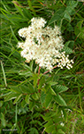 Atamjaðarurt / Filipendula ulmaria L. Maxim. Sandoy2017