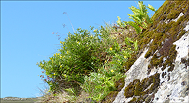 Brkumura / Brkuvsa Potentilla erecta