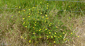 Brkumura / Brkuvsa Potentilla erecta