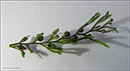 Tunnur mosakampur / Hymenophyllum wilsonii Hooker (Hymenophyllum peltatum auct., vix Desv.)