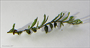 Tunnur mosakampur / Hymenophyllum wilsonii Hooker (Hymenophyllum peltatum auct., vix Desv.)