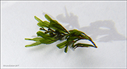 Tunnur mosakampur / Hymenophyllum wilsonii Hooker (Hymenophyllum peltatum auct., vix Desv.)