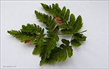 Trífingraður eikikampur (Gymnocarpium dryopteris (L.) Newman) (Dryopteris linnaeana C. Chr.; Lastrea dryopteris (L.) Bory; Thelypteris dryopteris (L.) Slosson