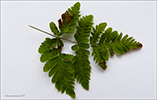 Trífingraður eikikampur (Gymnocarpium dryopteris (L.) Newman) (Dryopteris linnaeana C. Chr.; Lastrea dryopteris (L.) Bory; Thelypteris dryopteris (L.) Slosson