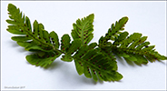 Trífingraður eikikampur (Gymnocarpium dryopteris (L.) Newman) (Dryopteris linnaeana C. Chr.; Lastrea dryopteris (L.) Bory; Thelypteris dryopteris (L.) Slosson