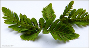 Trífingraður eikikampur (Gymnocarpium dryopteris (L.) Newman) (Dryopteris linnaeana C. Chr.; Lastrea dryopteris (L.) Bory; Thelypteris dryopteris (L.) Slosson