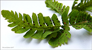 Trífingraður eikikampur (Gymnocarpium dryopteris (L.) Newman) (Dryopteris linnaeana C. Chr.; Lastrea dryopteris (L.) Bory; Thelypteris dryopteris (L.) Slosson