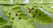 Trhyrndur lokampur (Phegopteris connectilis (Michx.) Watt) (Dryopteris phegopteris (L.) C. Chr., Lastrea Phegopteris (L.) Bory, Thelypteris phegopteris (L.) Slosson)