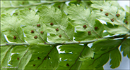 Trhyrndur lokampur (Phegopteris connectilis (Michx.) Watt) (Dryopteris phegopteris (L.) C. Chr., Lastrea Phegopteris (L.) Bory, Thelypteris phegopteris (L.) Slosson)