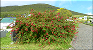 Fuchsia / Fuchsia magellanica