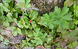 Klettarossaber / Rubus saxatilis L.