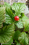 Klettarossaber / Rubus saxatilis L.