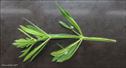 Krøkin steinbrá / Galium aparine L.