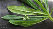 Krøkin steinbrá / Galium aparine L.