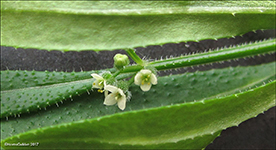 Krøkin steinbrá / Galium aparine L.