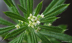 Krkin steinbr / Galium aparine L.