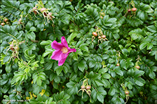 Rosa rugosa 2017