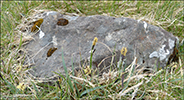 Sævargøtubrá / Plantago maritima L. Sandoy 2016