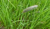 Eingjartimotey / Phleum pratensis L. 