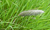 Eingjartimotey / Phleum pratensis L. 