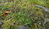 Janskugtubr / Plantaginaceae lanceolata L.