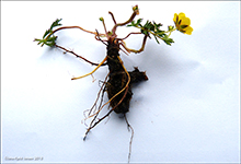 Brkumura / Brkuvsa Potentilla erecta