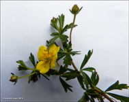 Børkumura / Børkuvísa Potentilla erecta