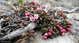 Seyðamergur / Loiseleuria procumbens (L.) Desv.