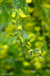 Gullregn "Vossii" / Laburnum watereri 