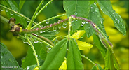 Gullregn "Vossii" / Laburnum watereri 