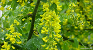 Gullregn "Vossii" / Laburnum watereri 