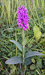 Reyður børkubóndi / Dactylorhiza majalis subsp. purpurella (T. Stephenson & T. A. Stephenson) D. M. Moore & Soó