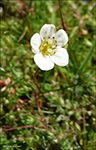 Fjallasteinbrot / Saxifraga cespitosa