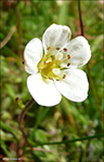 Fjallasteinbrot / Saxifraga cespitosa