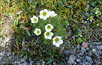 Fjallasteinbrot / Saxifraga cespitosa