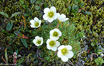 Fjallasteinbrot / Saxifraga cespitosa