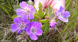 Litingarsortugras / Geranium sylvaticum.