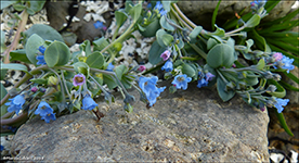 Svarrossatunga / Mertensia maritima