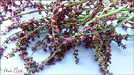 Hundasra / Rumex acetosella L.