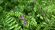 Garakrkja / Vicia sepium L. 